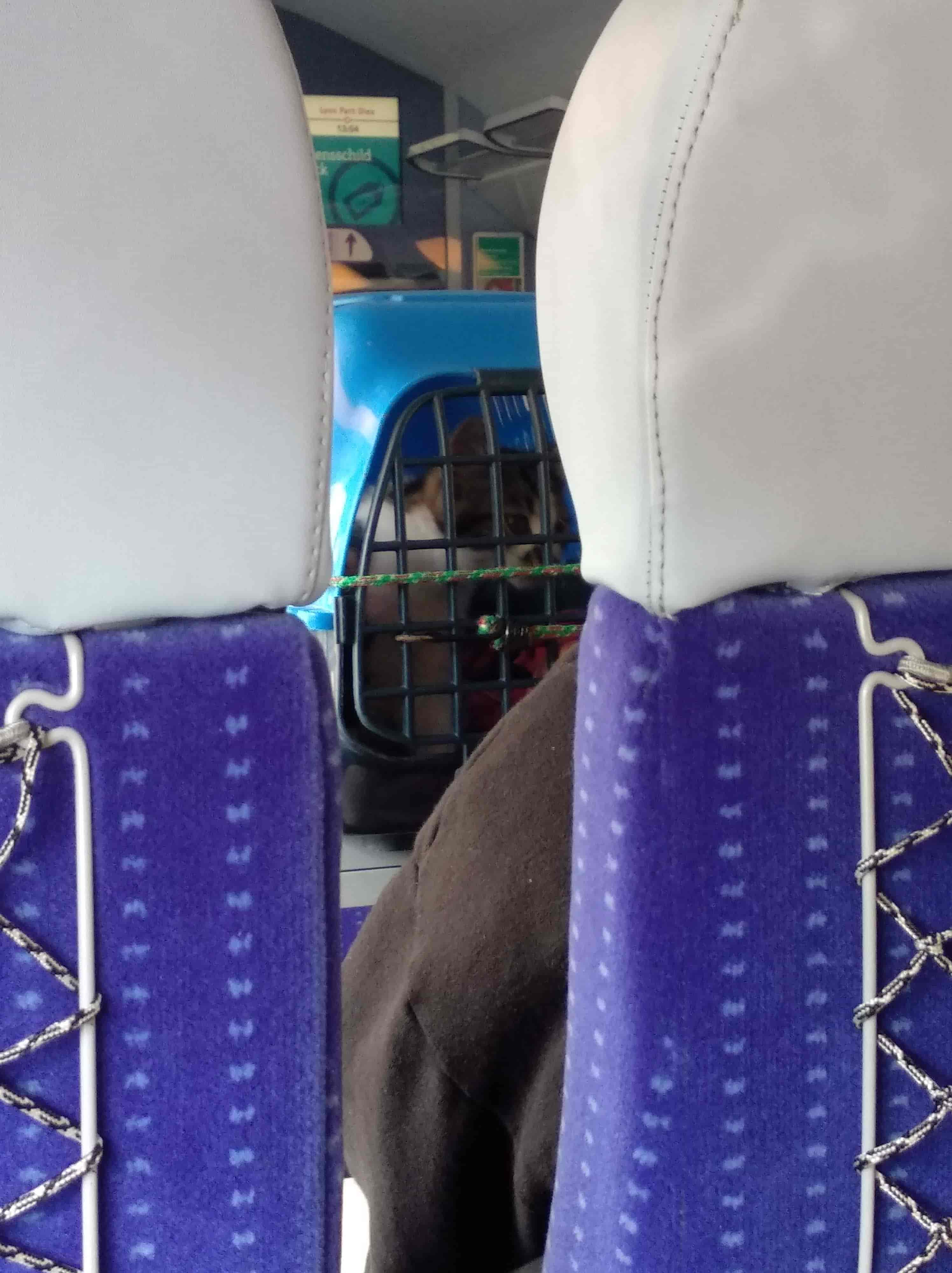 entre deux sièges du train, un chat dans sa boîte