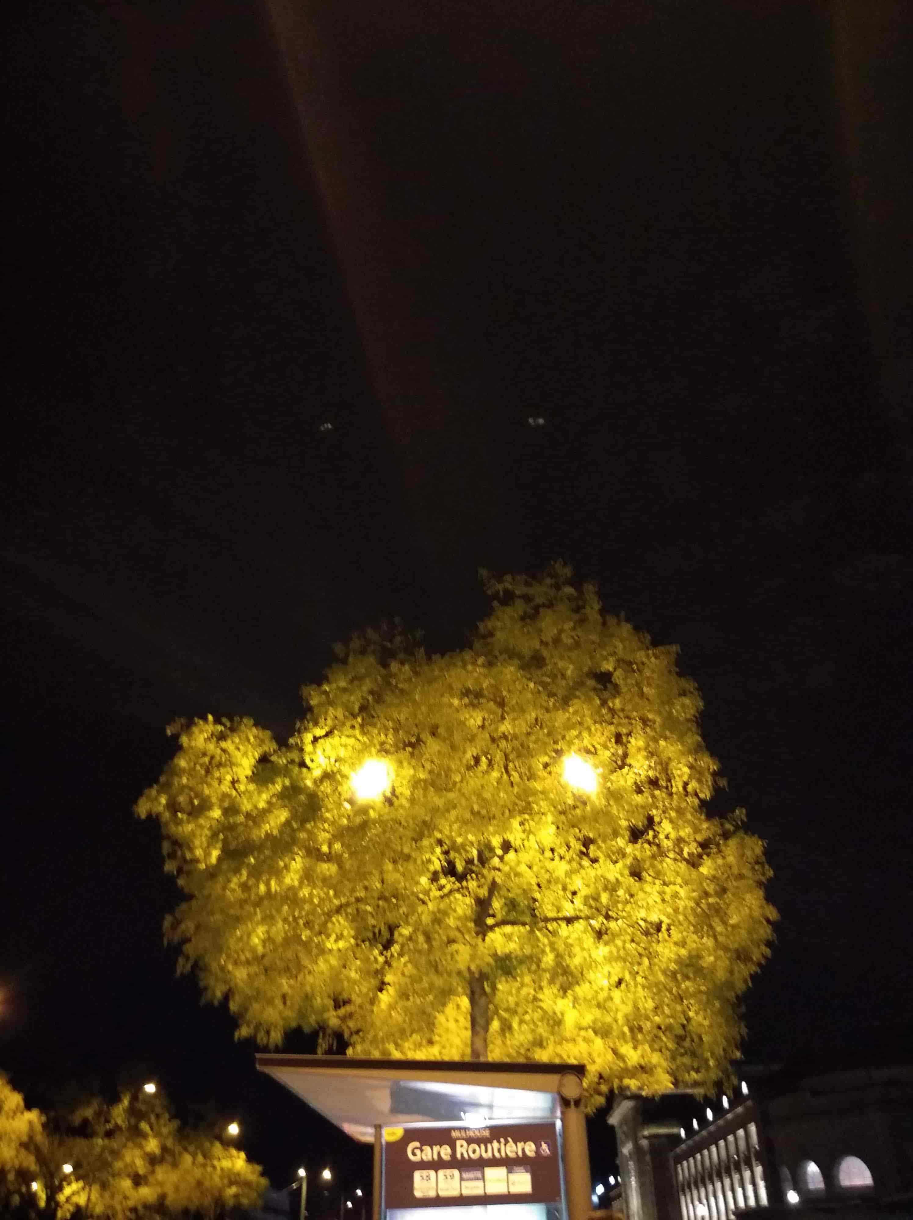 un arbre la nuit, à travers les feuilles on aperçoit deux lumières de lampadaire (on dirait des yeux pour l'arbre ?)
