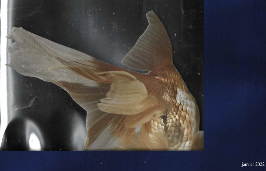 Un collage d'un poisson de dos sur un fond d'argent