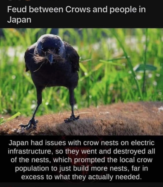 une photo de corbeau titré 'Feud between Crows and people in Japan' puis un petit texte : 'Japan had issues with crow nests on electric infrastructure, so they went and destroyed all of the nests, which prompted the local crow population to just build more nests, far in excess to what they actually needed.