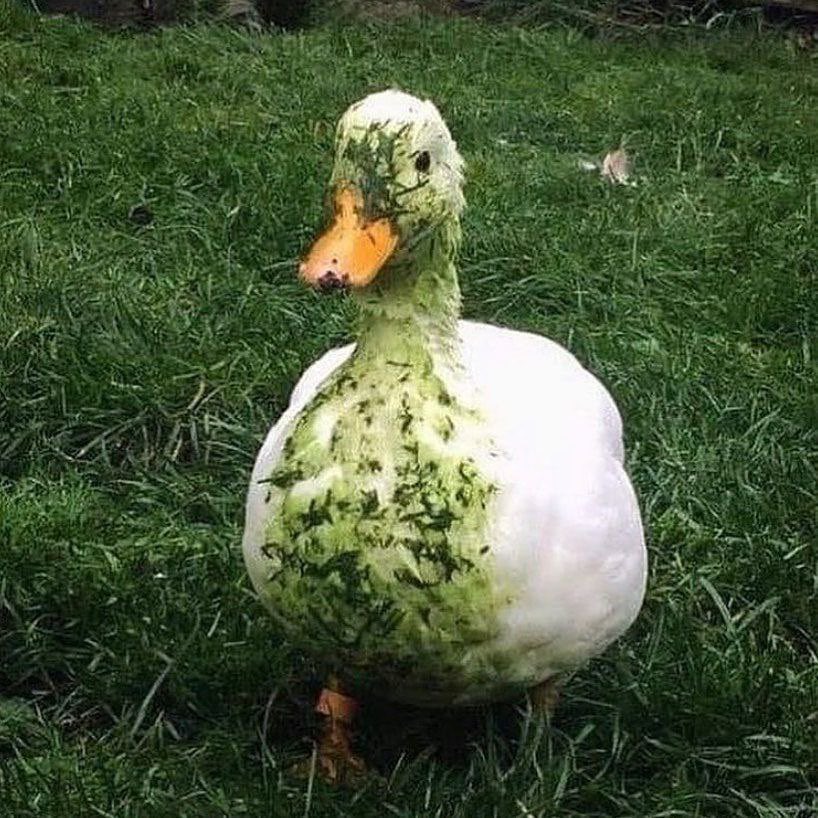 une photo d'un canard blanc tout taché avec de l'herbe fraîche