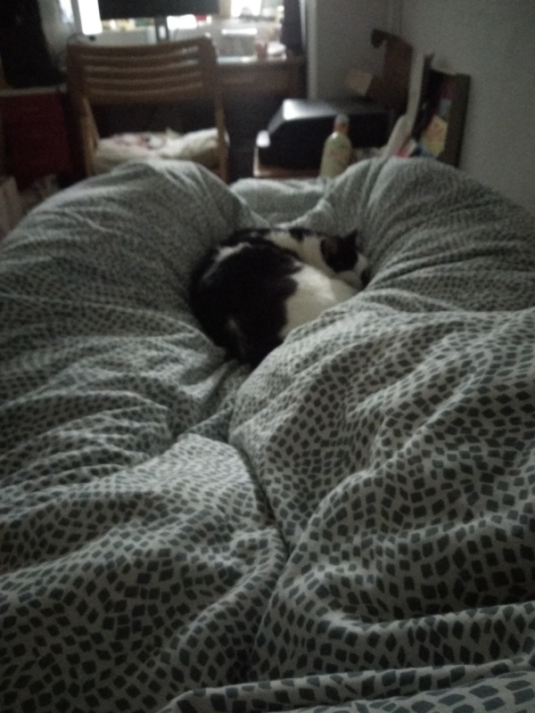 Une photographie du chat qui dort en boule sur le lit.